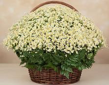 Цветочная композиция из Ромашки в корзине #REPLACE_PRED# Архонскую
