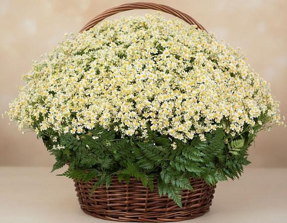 Цветочная композиция из Ромашки в корзине в Архонскую