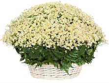 Цветочная композиция из Ромашки в корзине #REPLACE_PRED# Архонскую
